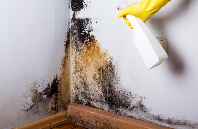 Preventing Mold Growth in Livonia & West Bloomfield, MI