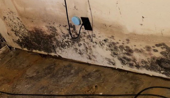 Black Mold Remediation in Commerce & Livonia