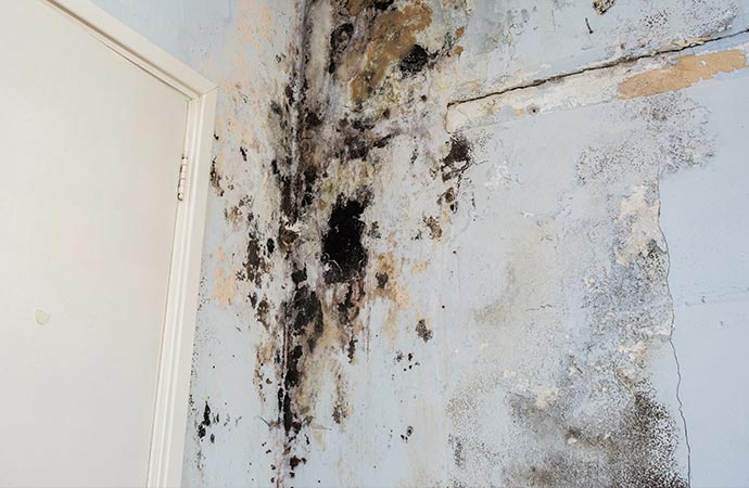 Black mold in the wall